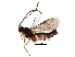  (Chilocyrtus Malaise1867 - BIOUG28005-C07)  @13 [ ] CreativeCommons - Attribution (2016) CBG Photography Group Centre for Biodiversity Genomics