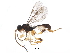  (Orthocentrus Malaise1596 - BIOUG28084-H06)  @13 [ ] CreativeCommons - Attribution (2016) CBG Photography Group Centre for Biodiversity Genomics