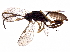  (cryptJanzen01 Malaise1507 - BIOUG28085-A10)  @14 [ ] CreativeCommons - Attribution (2016) CBG Photography Group Centre for Biodiversity Genomics