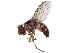  (Ceromya Janzen02 - BIOUG28011-H07)  @14 [ ] CreativeCommons - Attribution (2016) CBG Photography Group Centre for Biodiversity Genomics