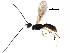  ( - BIOUG28068-F07)  @12 [ ] CreativeCommons - Attribution (2017) CBG Photography Group Centre for Biodiversity Genomics