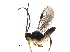 ( - BIOUG28068-F10)  @13 [ ] CreativeCommons - Attribution (2017) CBG Photography Group Centre for Biodiversity Genomics