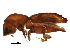  (Coptoborus - BIOUG28069-E01)  @14 [ ] CreativeCommons - Attribution (2016) CBG Photography Group Centre for Biodiversity Genomics