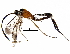  (cryptJanzen01 Malaise4050 - BIOUG28180-D06)  @14 [ ] CreativeCommons - Attribution (2016) CBG Photography Group Centre for Biodiversity Genomics