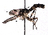  (Stylogaster currani - BIOUG28187-B08)  @15 [ ] CreativeCommons - Attribution (2016) CBG Photography Group Centre for Biodiversity Genomics