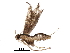  (malaiseGraci01 Malaise3905 - BIOUG28211-G12)  @13 [ ] CreativeCommons - Attribution (2016) CBG Photography Group Centre for Biodiversity Genomics