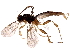  (Chilocyrtus Malaise5063 - BIOUG28290-G08)  @14 [ ] CreativeCommons - Attribution (2016) CBG Photography Group Centre for Biodiversity Genomics