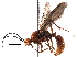  ( - BIOUG27999-G05)  @14 [ ] CreativeCommons - Attribution (2016) CBG Photography Group Centre for Biodiversity Genomics
