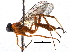  (Polycyrtus Malaise4300 - BIOUG27999-G06)  @15 [ ] CreativeCommons - Attribution (2016) CBG Photography Group Centre for Biodiversity Genomics