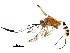  (cryptJanzen01 Malaise4587 - BIOUG28293-A11)  @13 [ ] CreativeCommons - Attribution (2016) CBG Photography Group Centre for Biodiversity Genomics