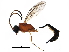  (ichMalaise01 Malaise3254 - BIOUG28293-B07)  @12 [ ] CreativeCommons - Attribution (2016) CBG Photography Group Centre for Biodiversity Genomics
