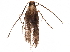  (malaiseGraci01 Malaise3178 - BIOUG28343-F11)  @13 [ ] CreativeCommons - Attribution (2016) CBG Photography Group Centre for Biodiversity Genomics