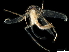  ( - BIOUG28343-H03)  @11 [ ] CreativeCommons - Attribution (2020) CBG Photography Group Centre for Biodiversity Genomics