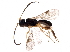  (Leptodrepana erasmocoronadoi - BIOUG28344-E11)  @14 [ ] CreativeCommons - Attribution (2016) CBG Photography Group Centre for Biodiversity Genomics