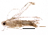  (ereMalaise01 Malaise4486 - BIOUG28246-F11)  @13 [ ] CreativeCommons - Attribution (2016) CBG Photography Group Centre for Biodiversity Genomics
