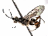  (ichMalaise01 Malaise6845 - BIOUG28249-C09)  @14 [ ] CreativeCommons - Attribution (2016) CBG Photography Group Centre for Biodiversity Genomics