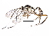  (cryptJanzen01 Malaise4836 - BIOUG28399-A11)  @14 [ ] CreativeCommons - Attribution (2016) CBG Photography Group Centre for Biodiversity Genomics