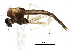  (Endotribelos - BIOUG28404-H04)  @13 [ ] CreativeCommons - Attribution (2016) CBG Photography Group Centre for Biodiversity Genomics