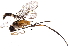  (cryptJanzen01 Malaise3268 - BIOUG28376-H04)  @13 [ ] CreativeCommons - Attribution (2016) CBG Photography Group Centre for Biodiversity Genomics