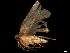  ( - BIOUG28377-D04)  @11 [ ] CreativeCommons - Attribution (2019) CBG Photography Group Centre for Biodiversity Genomics