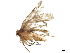  ( - BIOUG28377-D04)  @11 [ ] CreativeCommons - Attribution (2019) CBG Photography Group Centre for Biodiversity Genomics