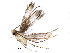  (malaiseGraci01 Malaise3676 - BIOUG28377-D07)  @13 [ ] CreativeCommons - Attribution (2016) CBG Photography Group Centre for Biodiversity Genomics