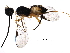  (Promicrogaster Whitfield4589 - BIOUG28287-A08)  @12 [ ] CreativeCommons - Attribution (2016) CBG Photography Group Centre for Biodiversity Genomics