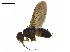 ( - BIOUG28379-B08)  @13 [ ] CreativeCommons - Attribution (2019) CBG Photography Group Centre for Biodiversity Genomics
