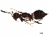  ( - BIOUG28398-G05)  @13 [ ] CreativeCommons - Attribution (2017) CBG Photography Group Centre for Biodiversity Genomics
