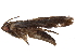  (ereMalaise01 Malaise3609 - BIOUG28483-E02)  @13 [ ] CreativeCommons - Attribution (2016) CBG Photography Group Centre for Biodiversity Genomics