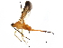  (Zelomorpha dengoii - BIOUG27761-E02)  @14 [ ] CreativeCommons - Attribution (2016) CBG Photography Group Centre for Biodiversity Genomics