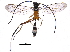  (ctenoMalaise01 malaise0548 - BIOUG27761-E08)  @13 [ ] CreativeCommons - Attribution (2016) CBG Photography Group Centre for Biodiversity Genomics