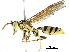  (Epiponini - BIOUG27980-B01)  @15 [ ] CreativeCommons - Attribution (2016) CBG Photography Group Centre for Biodiversity Genomics