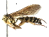  (Setanta Malaise1146 - BIOUG27980-D01)  @12 [ ] CreativeCommons - Attribution (2016) CBG Photography Group Centre for Biodiversity Genomics