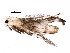  (malaiseGraci01 Malaise9729 - BIOUG27985-G11)  @13 [ ] CreativeCommons - Attribution (2016) CBG Photography Group Centre for Biodiversity Genomics