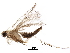  ( - BIOUG27766-D01)  @13 [ ] CreativeCommons - Attribution (2016) CBG Photography Group Centre for Biodiversity Genomics
