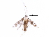  (malaiseGraci01 Malaise9078 - BIOUG27973-B09)  @13 [ ] CreativeCommons - Attribution (2016) CBG Photography Group Centre for Biodiversity Genomics