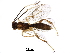  (Plectiscus Malaise3484 - BIOUG28014-C08)  @14 [ ] CreativeCommons - Attribution (2016) CBG Photography Group Centre for Biodiversity Genomics