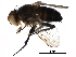  (Actia Janzen7938 - BIOUG28037-A05)  @14 [ ] CreativeCommons - Attribution (2016) CBG Photography Group Centre for Biodiversity Genomics