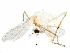  (Tanytarsus pandus - BIOUG28019-H01)  @13 [ ] CreativeCommons - Attribution (2016) CBG Photography Group Centre for Biodiversity Genomics