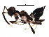  ( - BIOUG28020-G07)  @13 [ ] CreativeCommons - Attribution (2016) CBG Photography Group Centre for Biodiversity Genomics