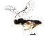  (Chilocyrtus Malaise7910 - BIOUG28037-E03)  @14 [ ] CreativeCommons - Attribution (2016) CBG Photography Group Centre for Biodiversity Genomics