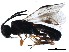 ( - BIOUG28039-F05)  @11 [ ] CreativeCommons - Attribution (2019) CBG Photography Group Centre for Biodiversity Genomics