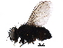  (Myiopharus Janzen3256 - BIOUG28088-B02)  @14 [ ] CreativeCommons - Attribution (2016) CBG Photography Group Centre for Biodiversity Genomics
