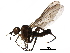  (Porphyrochroa - BIOUG28092-G09)  @15 [ ] CreativeCommons - Attribution (2016) CBG Photography Group Centre for Biodiversity Genomics