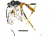  (cryptJanzen01 Malaise2808 - BIOUG18388-F09)  @14 [ ] CreativeCommons - Attribution (2015) CBG Photography Group Centre for Biodiversity Genomics