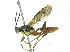  (Carinodes Malaise5548 - BIOUG18777-D05)  @13 [ ] CreativeCommons - Attribution (2015) CBG Photography Group Centre for Biodiversity Genomics