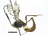  (Charops GauldCDHJ01 - BIOUG18777-D09)  @14 [ ] CreativeCommons - Attribution (2015) CBG Photography Group Centre for Biodiversity Genomics