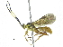  (ctenoMalaise01 Malaise8074 - BIOUG18777-E02)  @13 [ ] CreativeCommons - Attribution (2015) CBG Photography Group Centre for Biodiversity Genomics