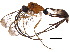  (cryptJanzen01 Malaise6534 - BIOUG19395-F09)  @15 [ ] CreativeCommons - Attribution (2015) CBG Photography Group Centre for Biodiversity Genomics